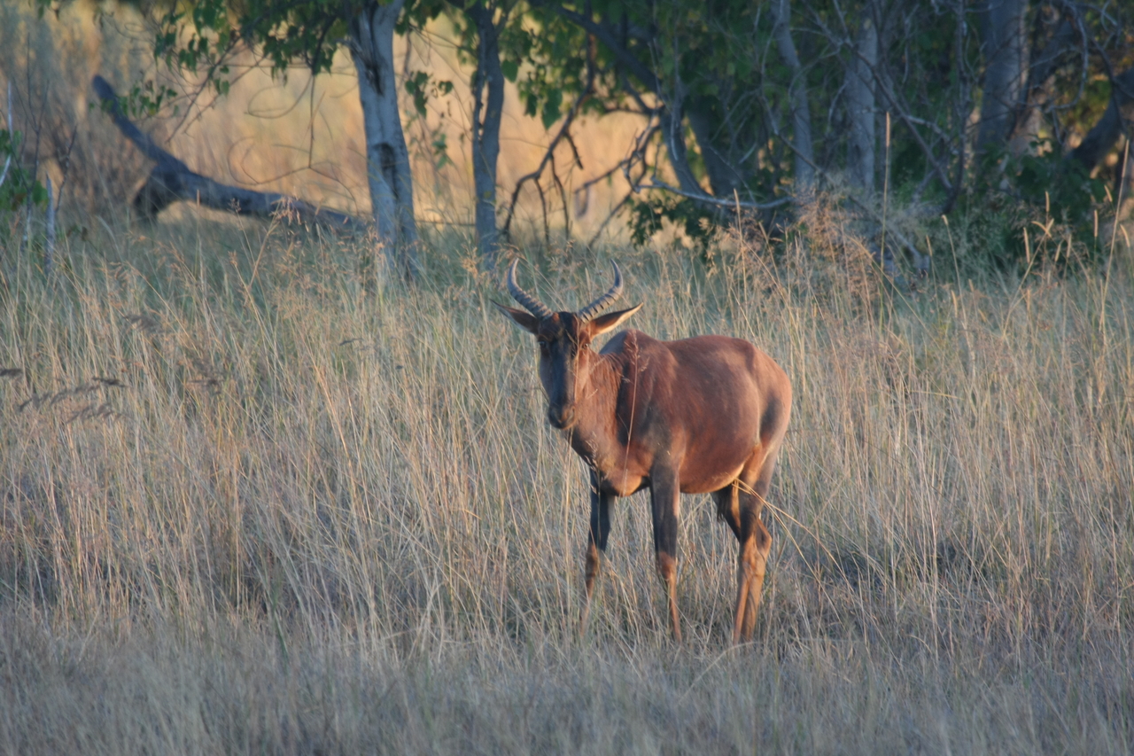 [17624] 2016_06_28_01_14_34_Africa_Canon_EOS_40D_IMG__10225.jpg
