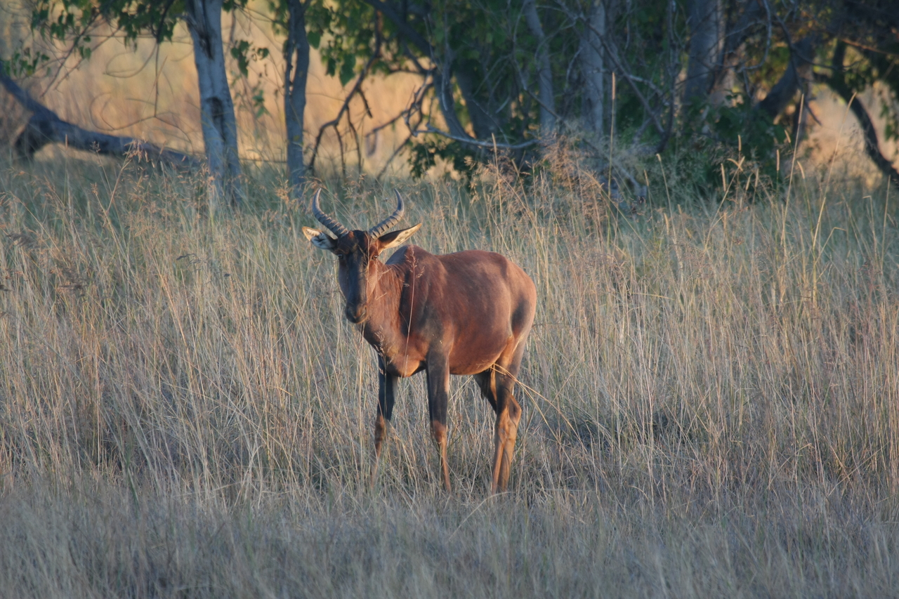 [17626] 2016_06_28_01_14_39_Africa_Canon_EOS_40D_IMG__00413.jpg