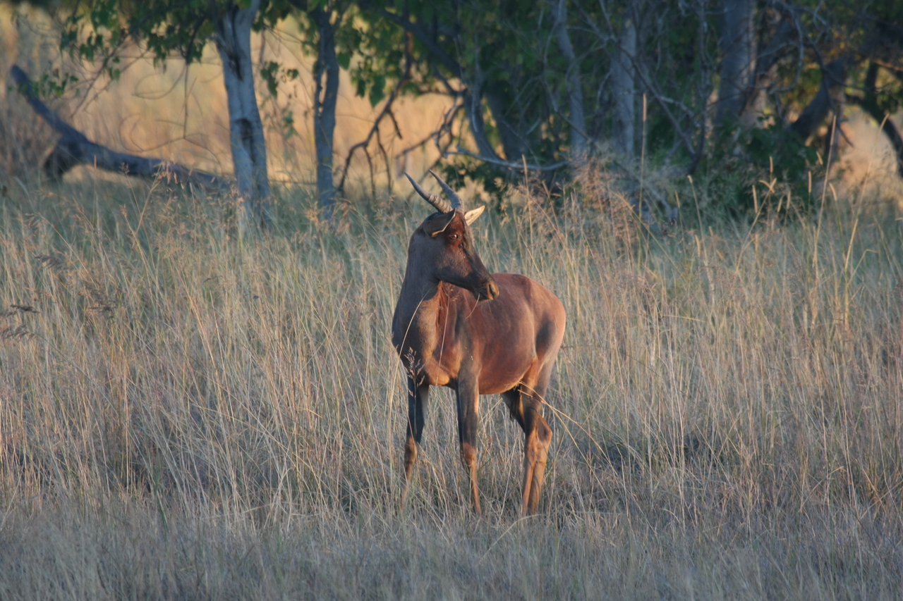 [17631] 2016_06_28_01_14_43_Africa_Canon_EOS_40D_IMG__00424.jpg