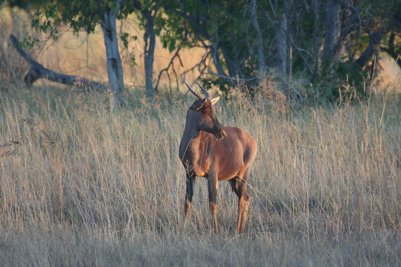[17642] 2016_06_28_01_14_44_Africa_Canon_EOS_40D_IMG__10292.jpg