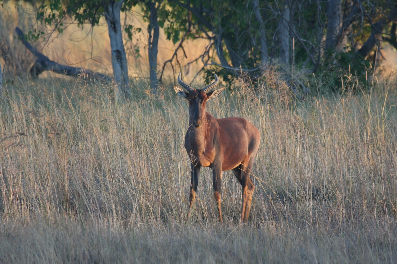 [17643] 2016_06_28_01_14_59_Africa_Canon_EOS_40D_IMG__00469.jpg