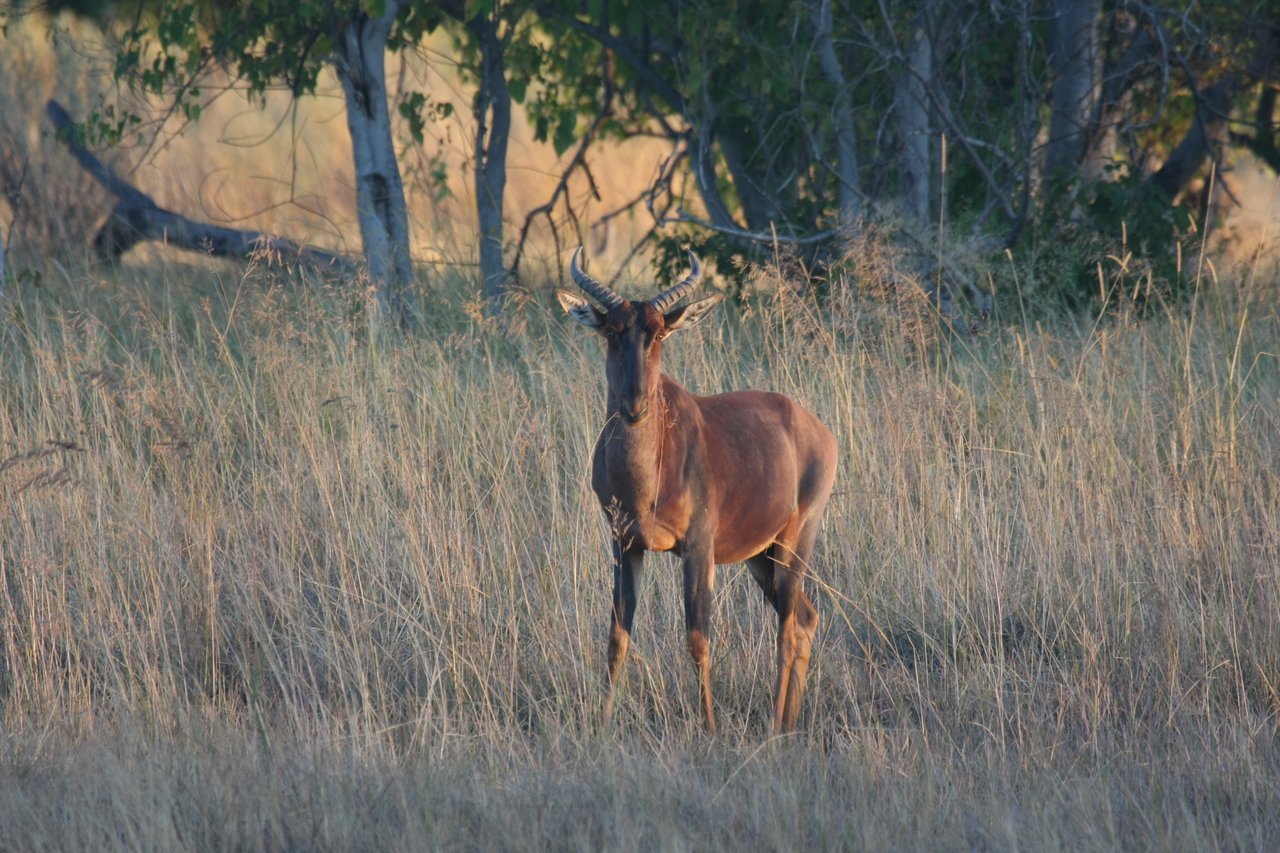 [17647] 2016_06_28_01_14_59_Africa_Canon_EOS_40D_IMG__02867.jpg