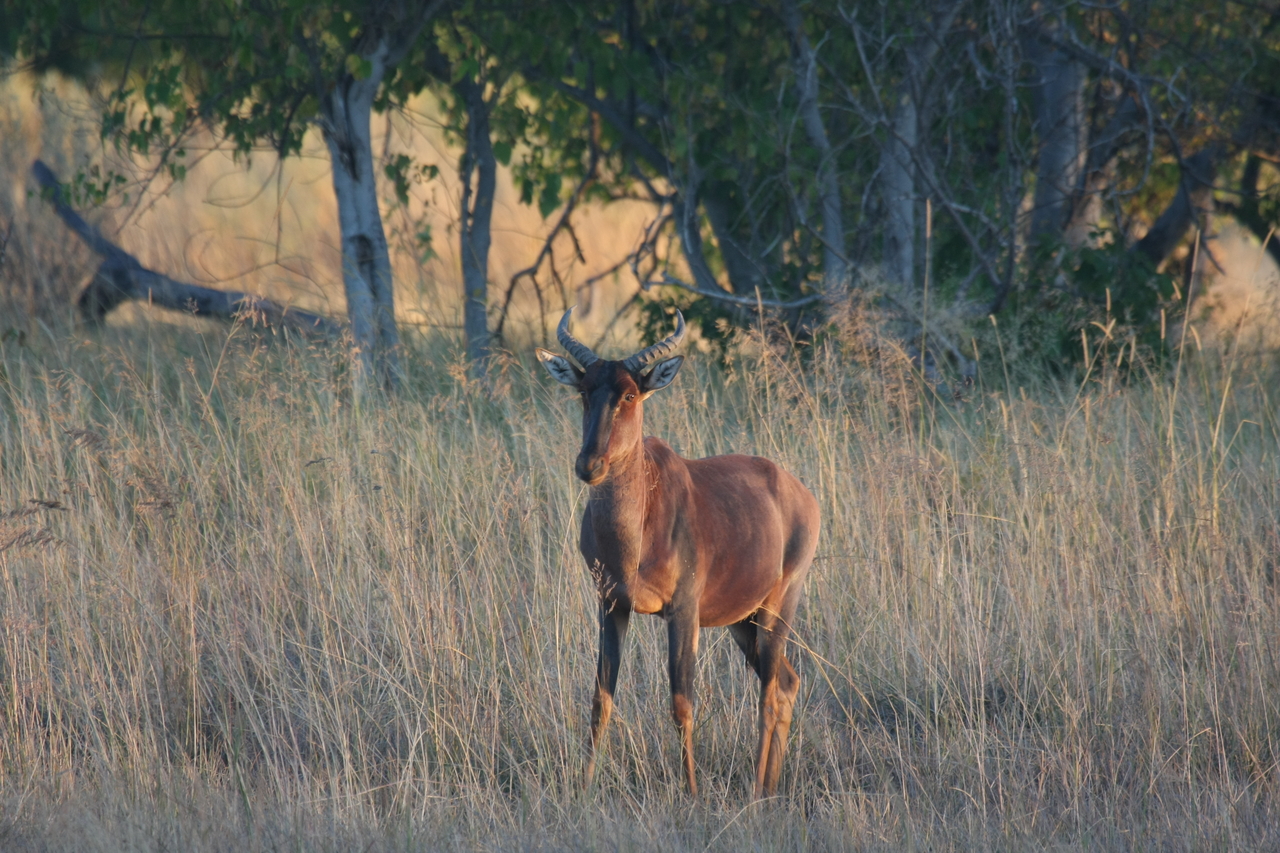 [17660] 2016_06_28_01_15_02_Africa_Canon_EOS_40D_IMG__10358.jpg