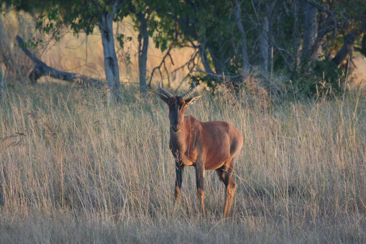 [17667] 2016_06_28_01_15_05_Africa_Canon_EOS_40D_IMG__02933.jpg