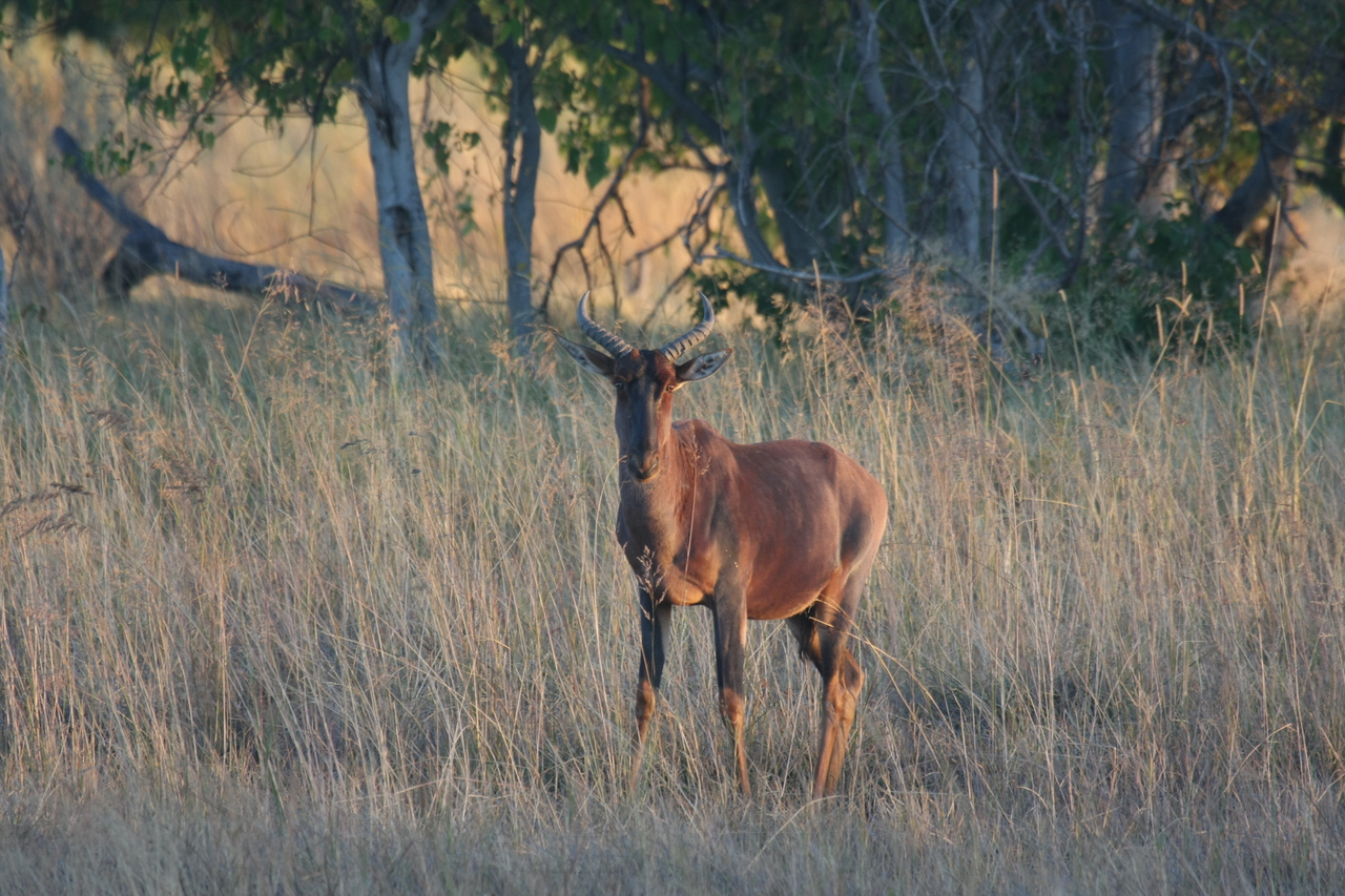[17668] 2016_06_28_01_15_05_Africa_Canon_EOS_40D_IMG__02945.jpg