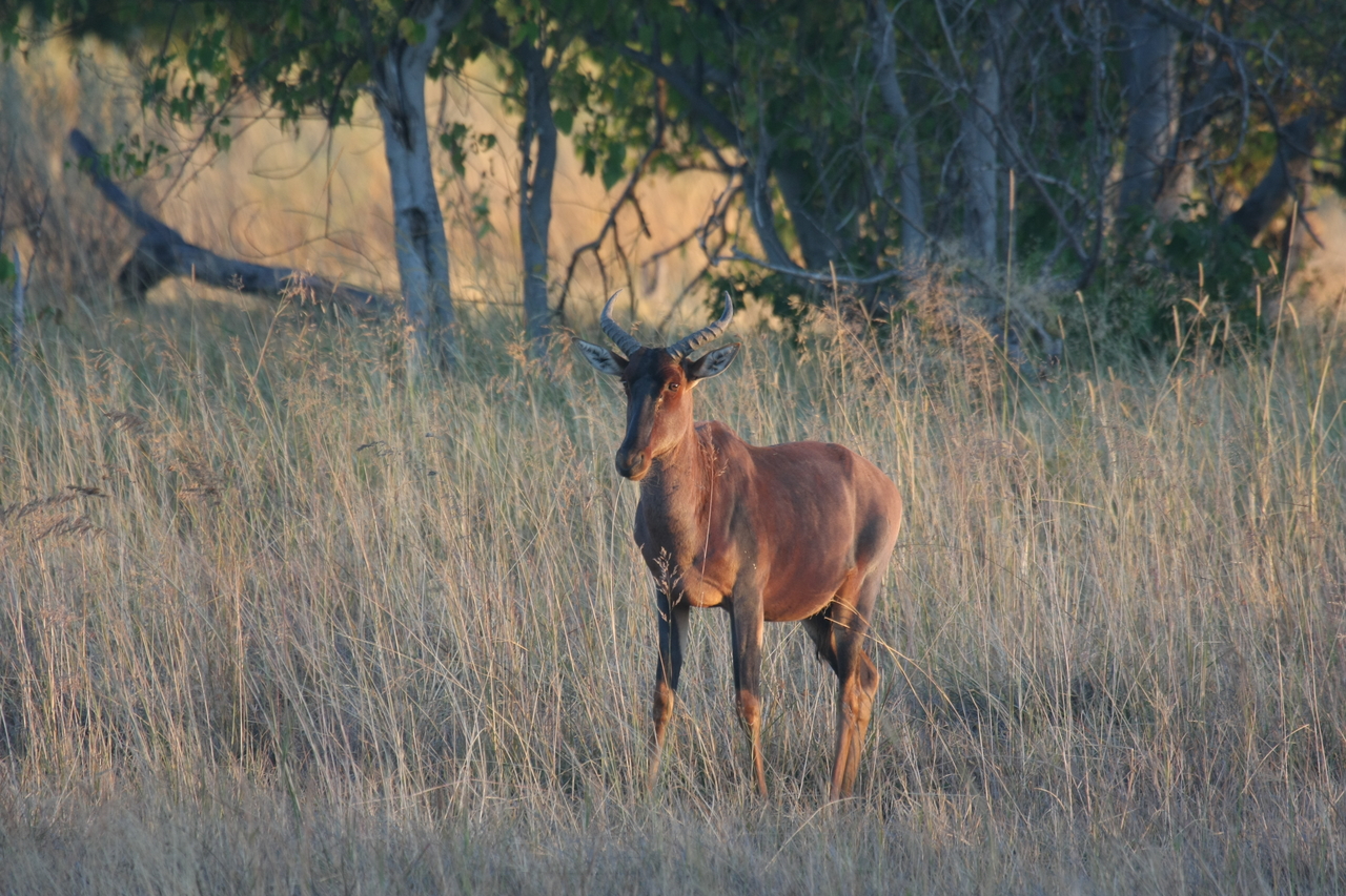 [17675] 2016_06_28_01_15_10_Africa_Canon_EOS_40D_IMG__02967.jpg