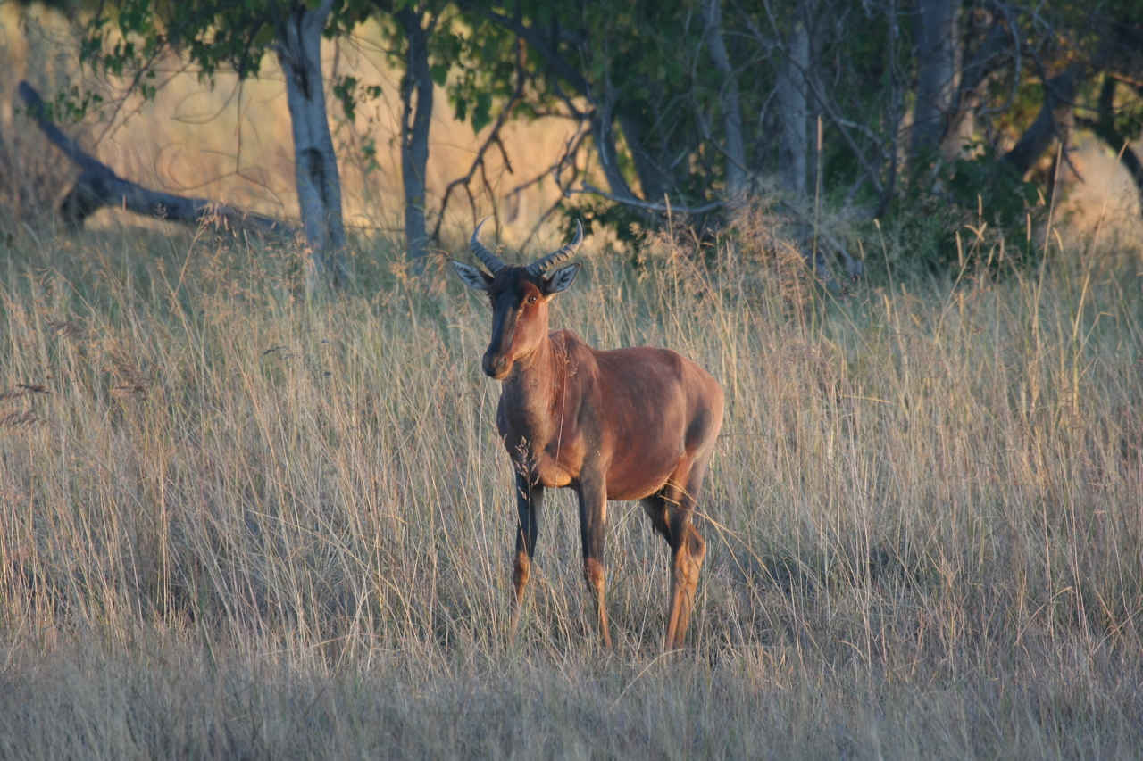 [17687] 2016_06_28_01_15_12_Africa_Canon_EOS_40D_IMG__10458.jpg