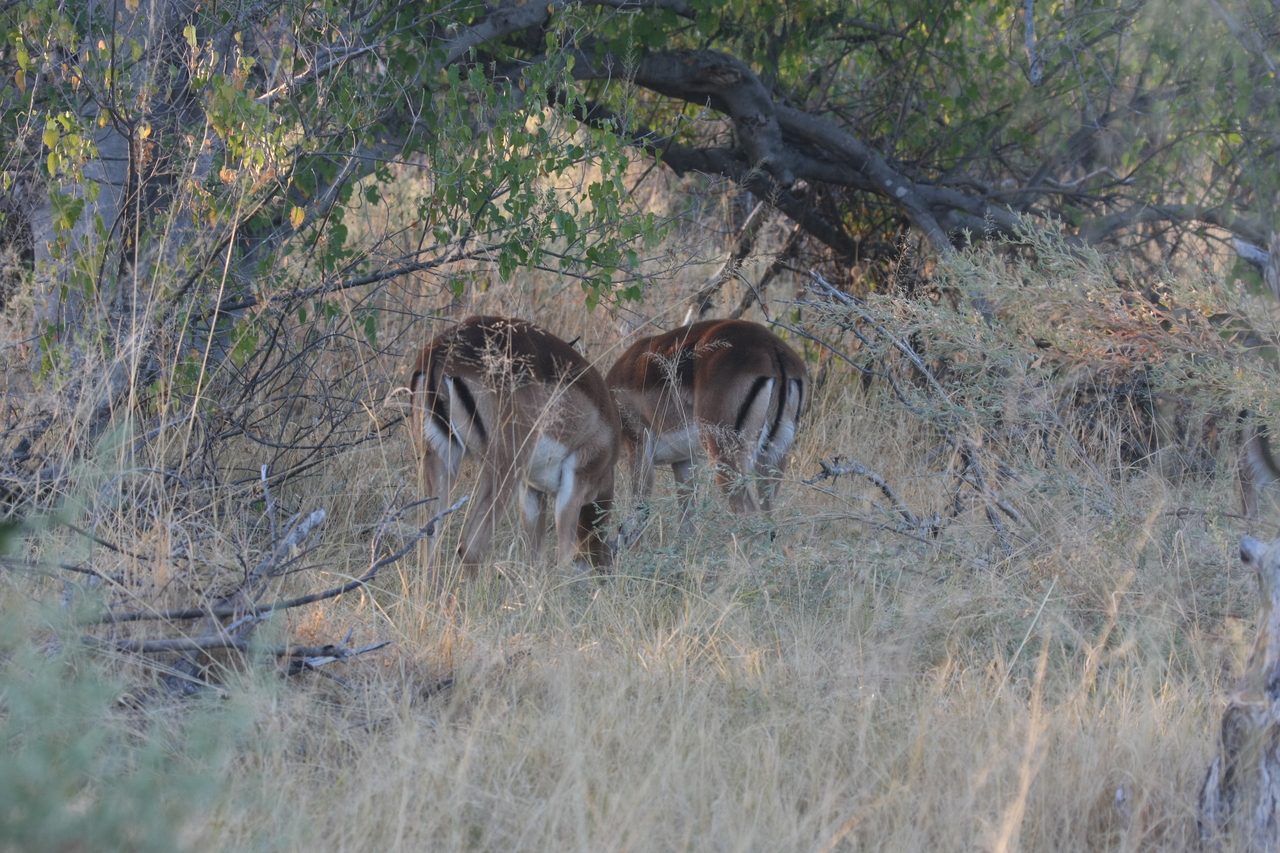 [17695] 2016_06_28_01_22_22_Africa_Canon_EOS_40D_IMG__03022.jpg