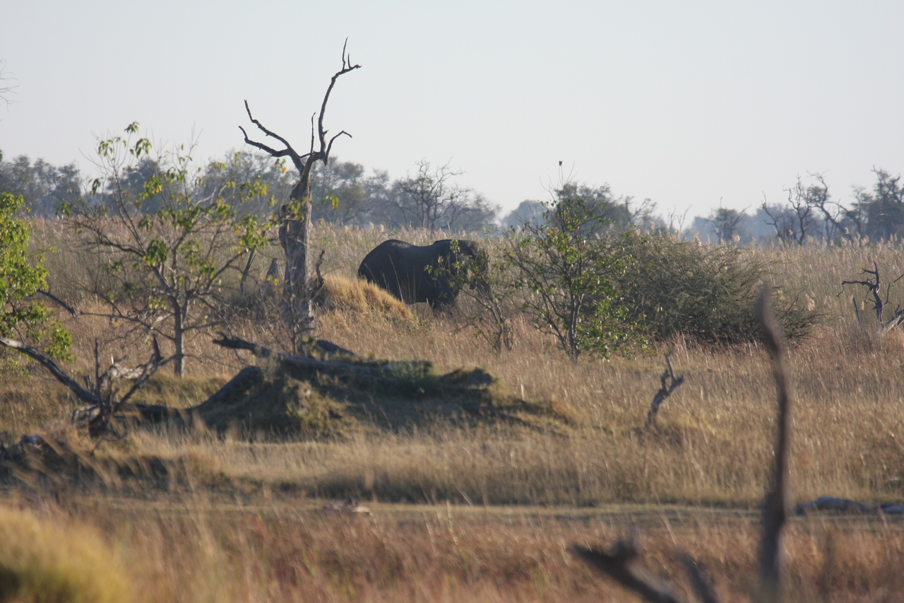 [17713] 2016_06_28_01_39_54_Africa_Canon_EOS_40D_IMG__03056.jpg