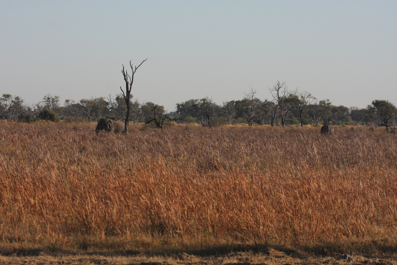 [17738] 2016_06_28_01_46_17_Africa_Canon_EOS_40D_IMG__10536.jpg