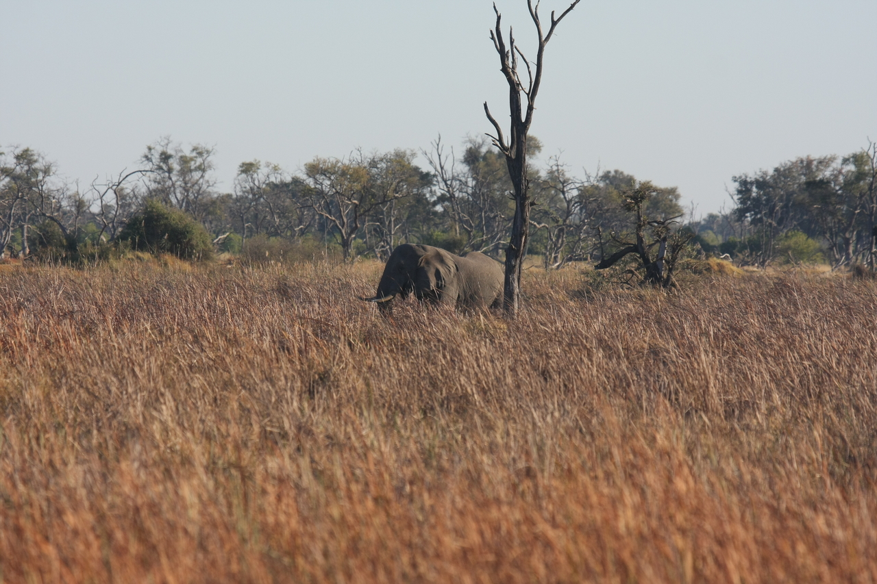 [17744] 2016_06_28_01_46_24_Africa_Canon_EOS_40D_IMG__10558.jpg