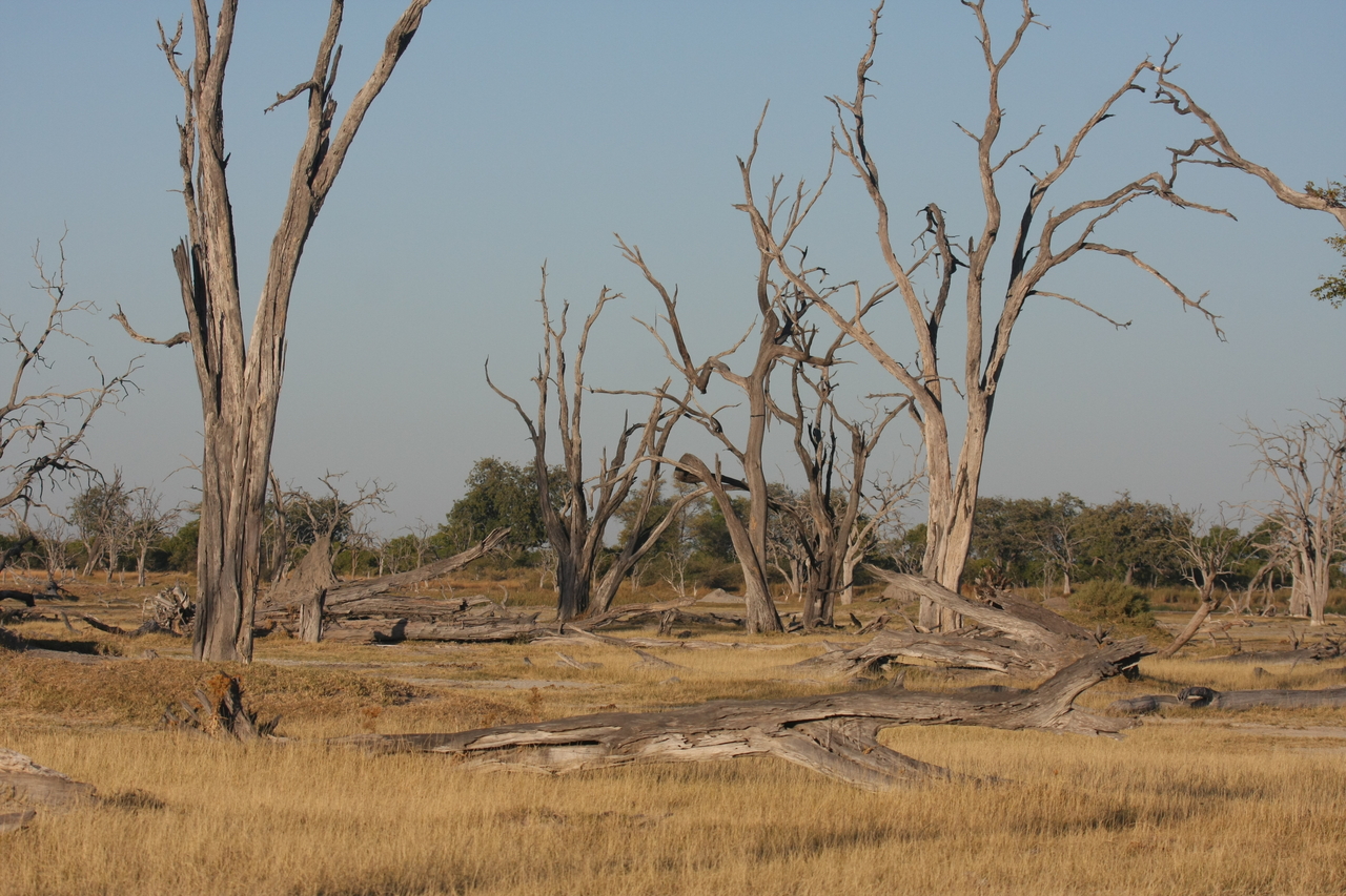 [17749] 2016_06_28_01_47_01_Africa_Canon_EOS_40D_IMG__00757.jpg