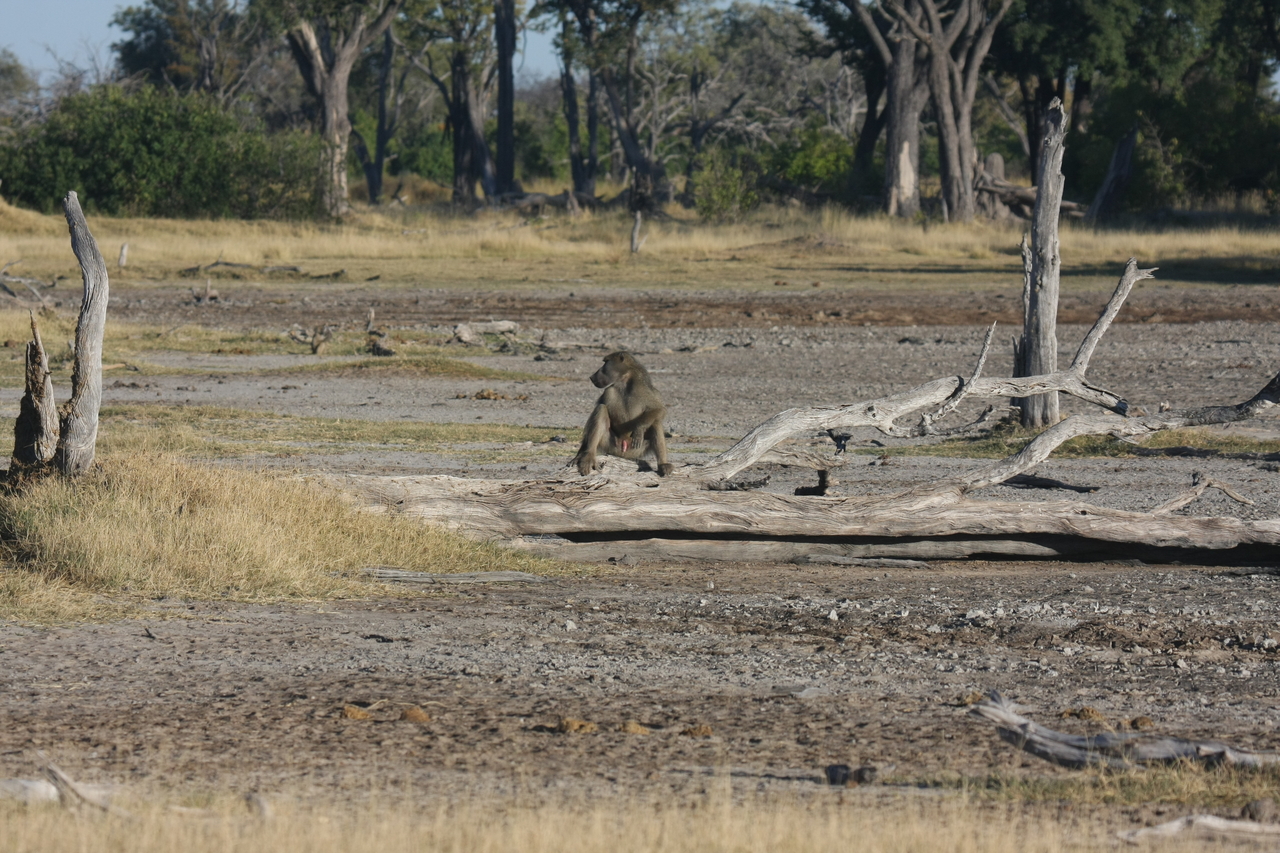 [17760] 2016_06_28_01_59_00_Africa_Canon_EOS_40D_IMG__03178.jpg
