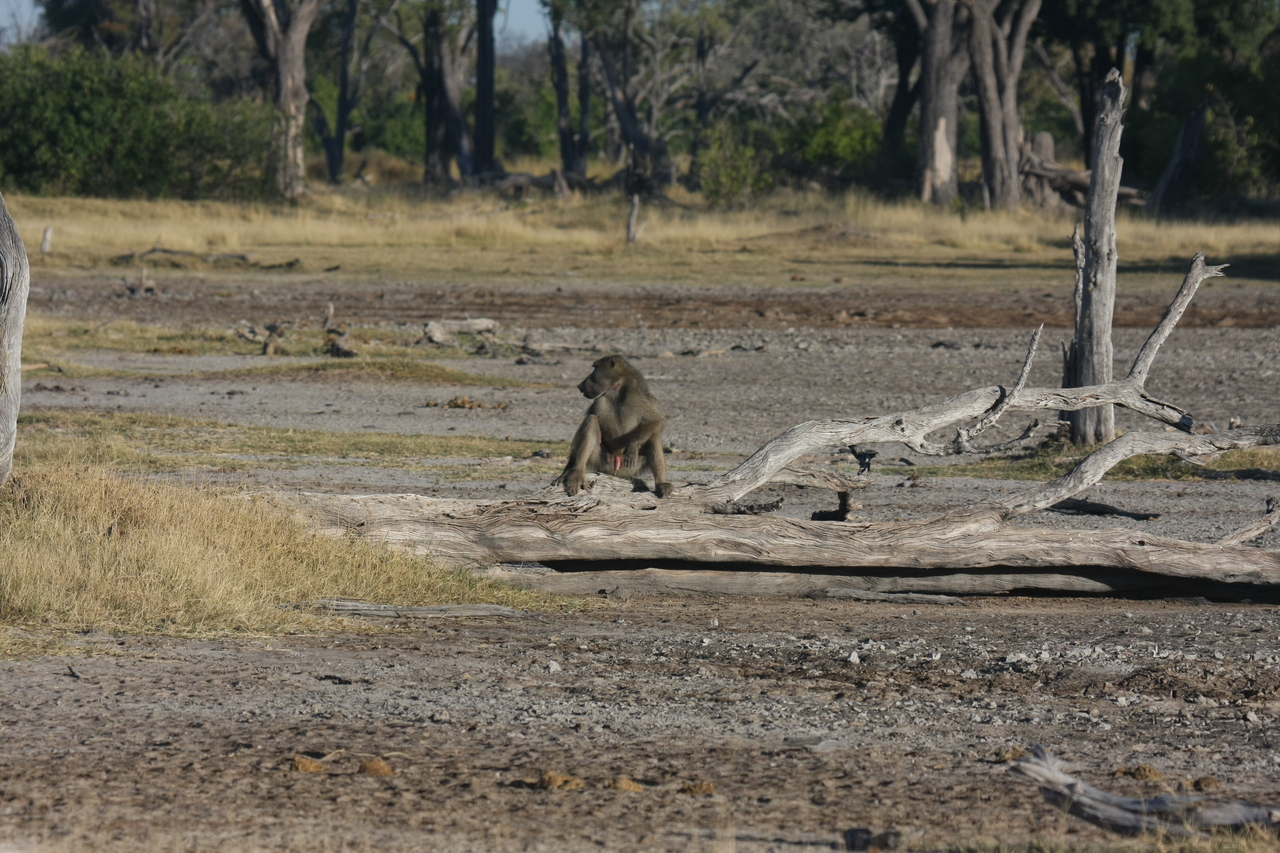 [17765] 2016_06_28_01_59_04_Africa_Canon_EOS_40D_IMG__03189.jpg
