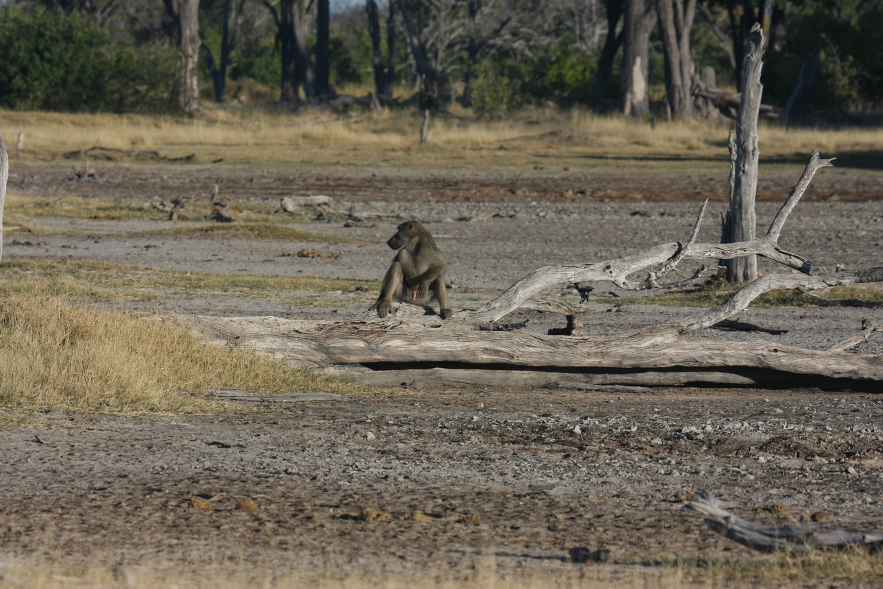 [17768] 2016_06_28_01_59_04_Africa_Canon_EOS_40D_IMG__10647.jpg