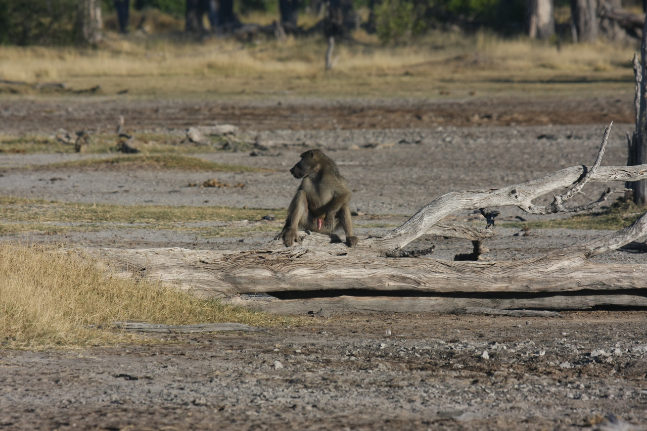 [17770] 2016_06_28_01_59_17_Africa_Canon_EOS_40D_IMG__00835.jpg