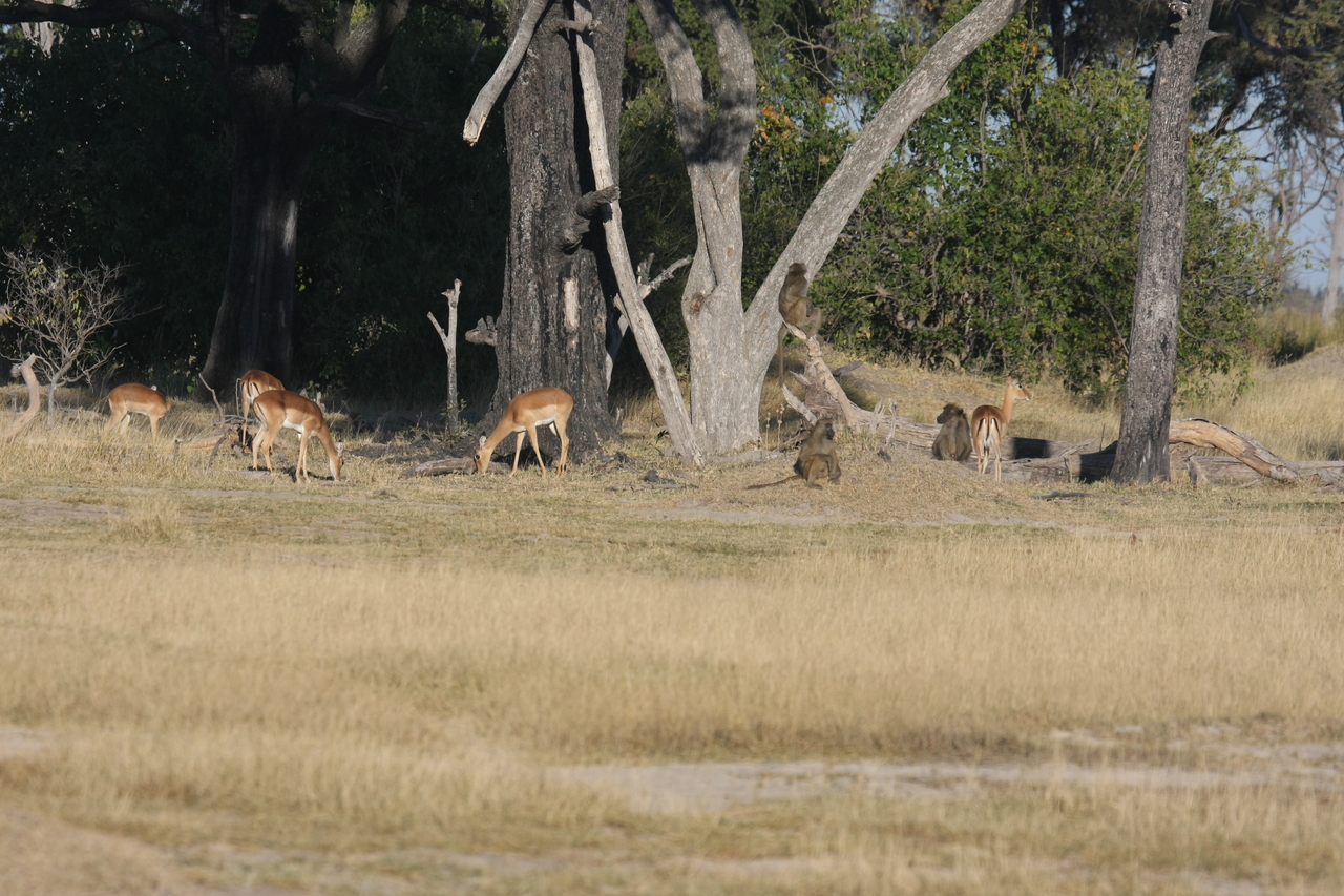 [17776] 2016_06_28_01_59_34_Africa_Canon_EOS_40D_IMG__00842.jpg