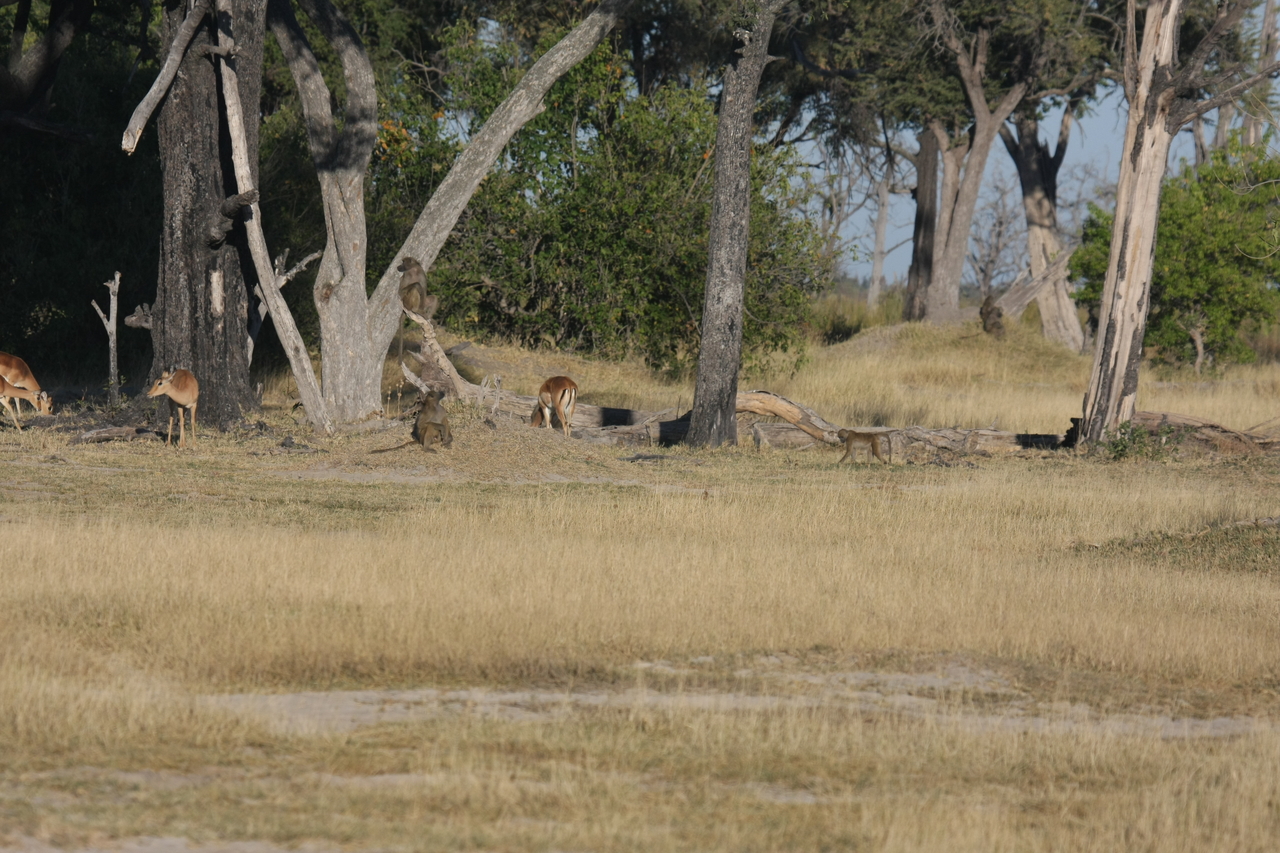 [17785] 2016_06_28_01_59_43_Africa_Canon_EOS_40D_IMG__10677.jpg