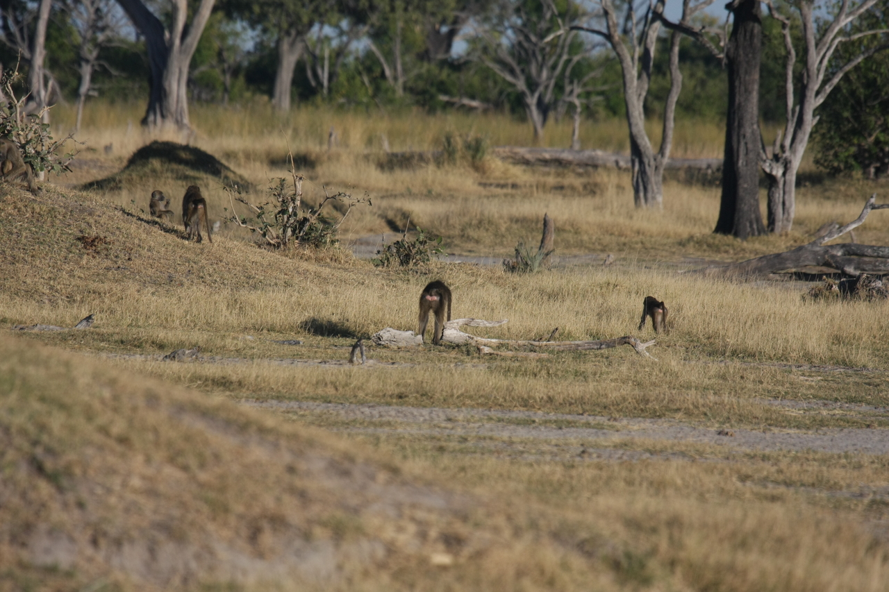 [17789] 2016_06_28_02_00_07_Africa_Canon_EOS_40D_IMG__10680.jpg