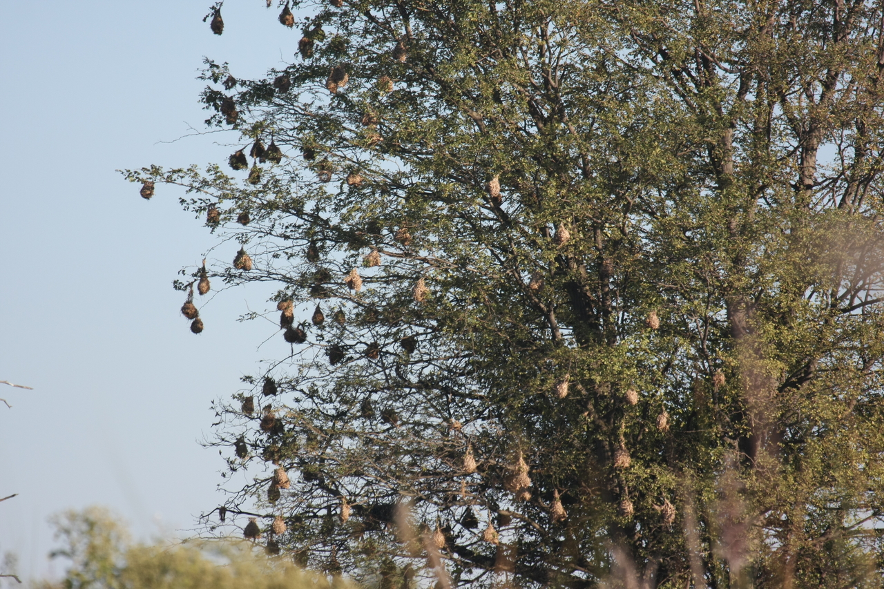 [17820] 2016_06_28_02_09_12_Africa_Canon_EOS_40D_IMG__02391.jpg