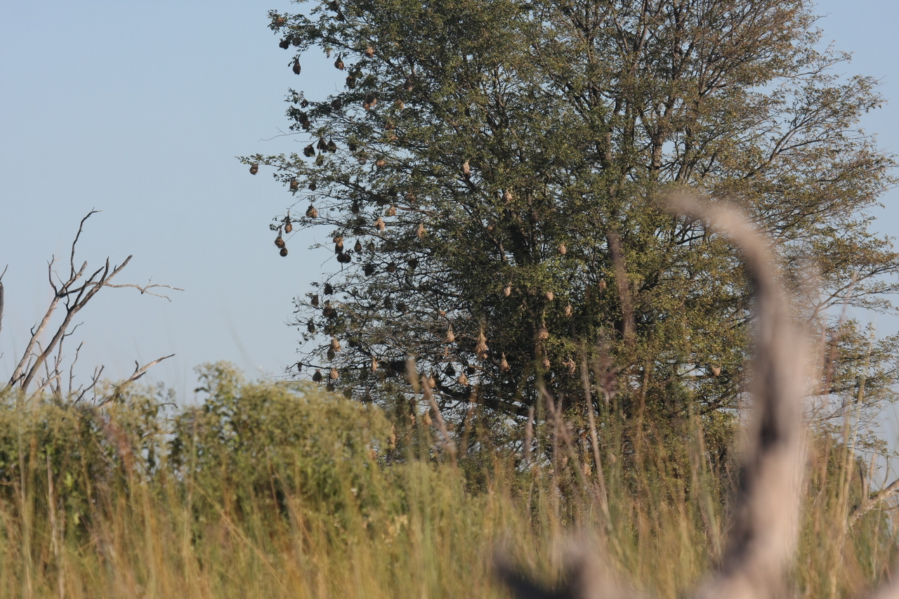 [17828] 2016_06_28_02_09_22_Africa_Canon_EOS_40D_IMG__09841.jpg