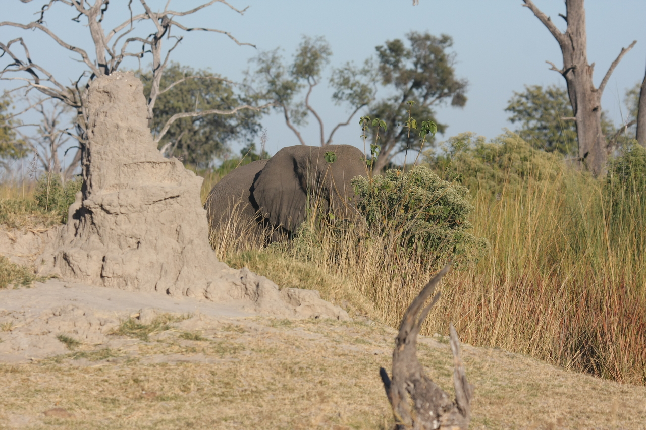 [17842] 2016_06_28_02_11_44_Africa_Canon_EOS_40D_IMG__00013.jpg