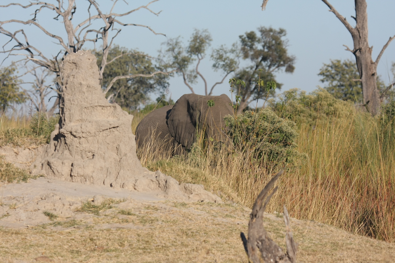 [17849] 2016_06_28_02_11_51_Africa_Canon_EOS_40D_IMG__09849.jpg