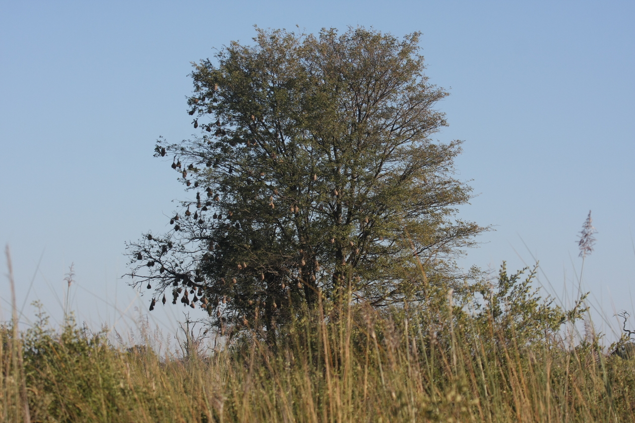 [17865] 2016_06_28_02_13_26_Africa_Canon_EOS_40D_IMG__02408.jpg