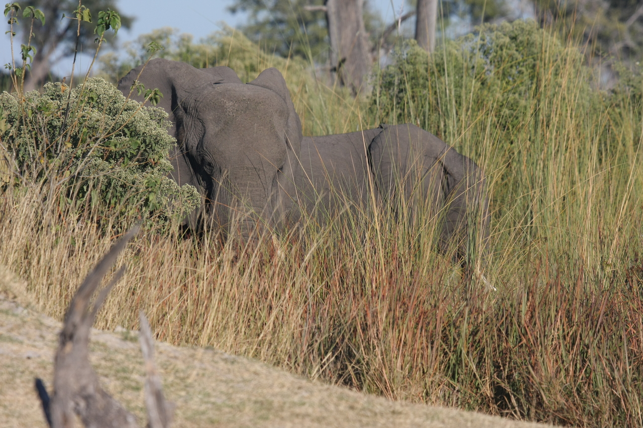 [17871] 2016_06_28_02_14_03_Africa_Canon_EOS_40D_IMG__02410.jpg