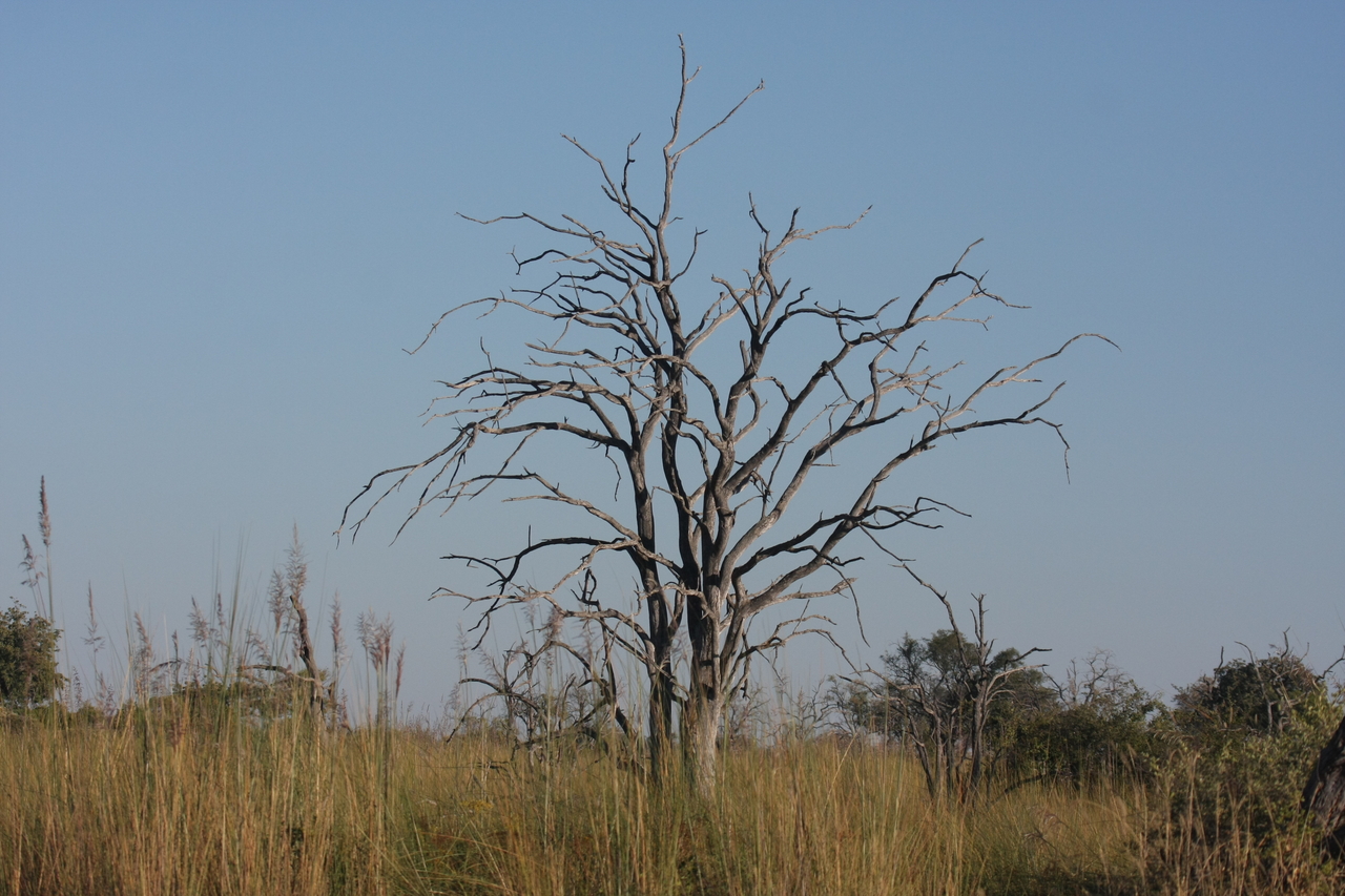 [17883] 2016_06_28_02_15_03_Africa_Canon_EOS_40D_IMG__00028.jpg