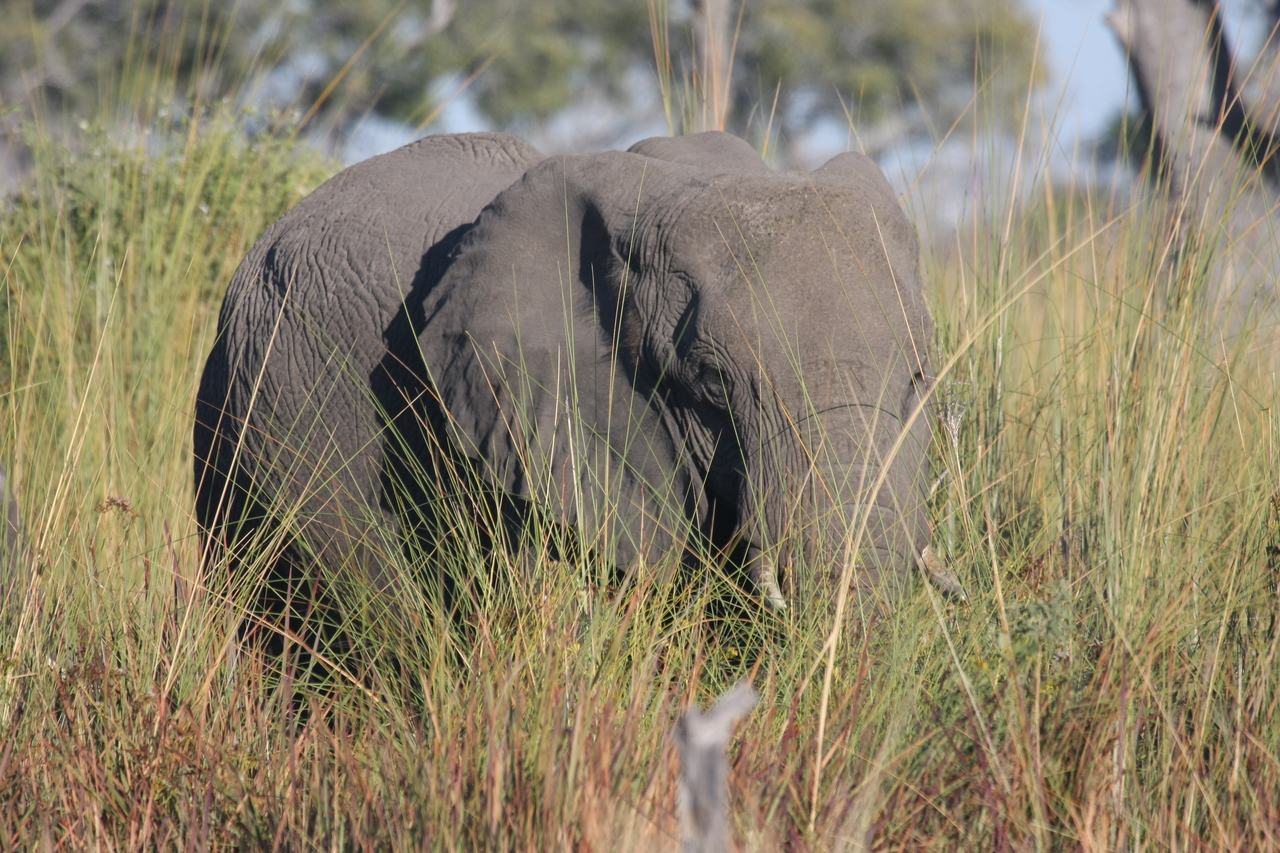 [17895] 2016_06_28_02_16_23_Africa_Canon_EOS_40D_IMG__00032.jpg