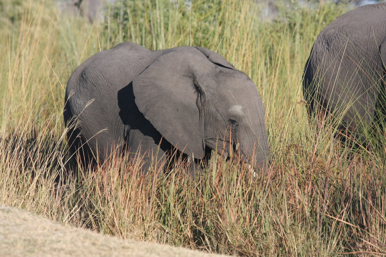 [17901] 2016_06_28_02_16_59_Africa_Canon_EOS_40D_IMG__00034.jpg