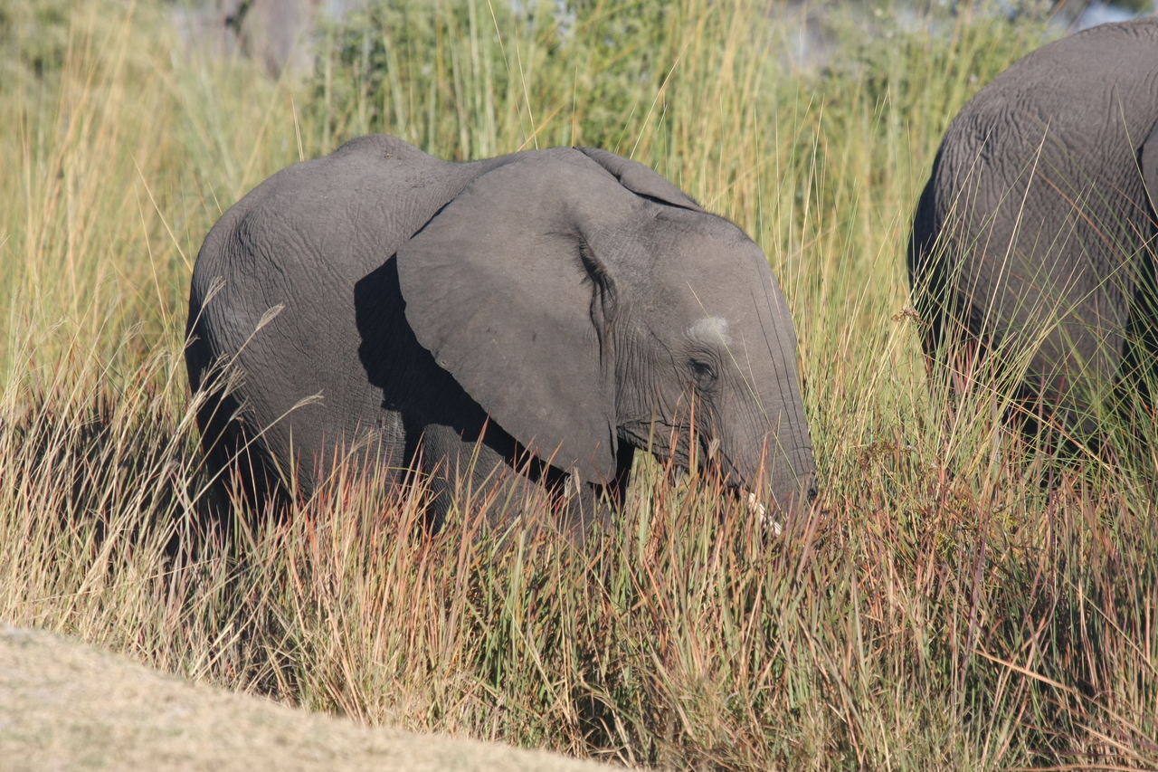 [17902] 2016_06_28_02_16_59_Africa_Canon_EOS_40D_IMG__00035.jpg