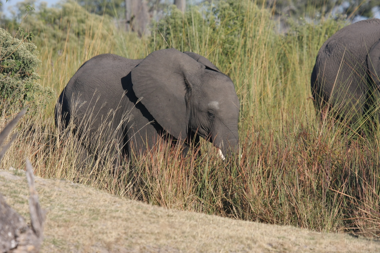 [17911] 2016_06_28_02_17_16_Africa_Canon_EOS_40D_IMG__09871.jpg