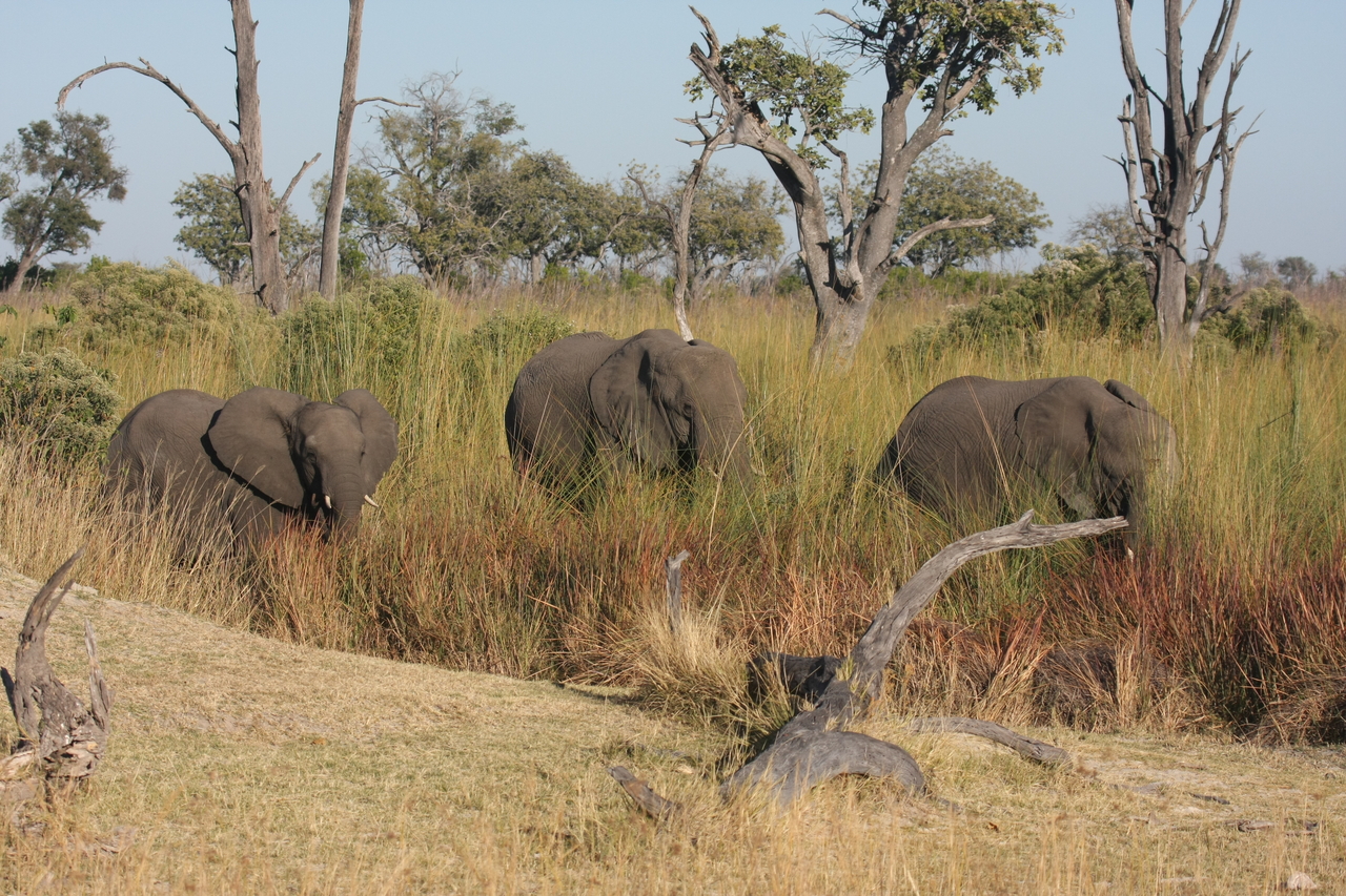 [17924] 2016_06_28_02_18_11_Africa_Canon_EOS_40D_IMG__09876.jpg