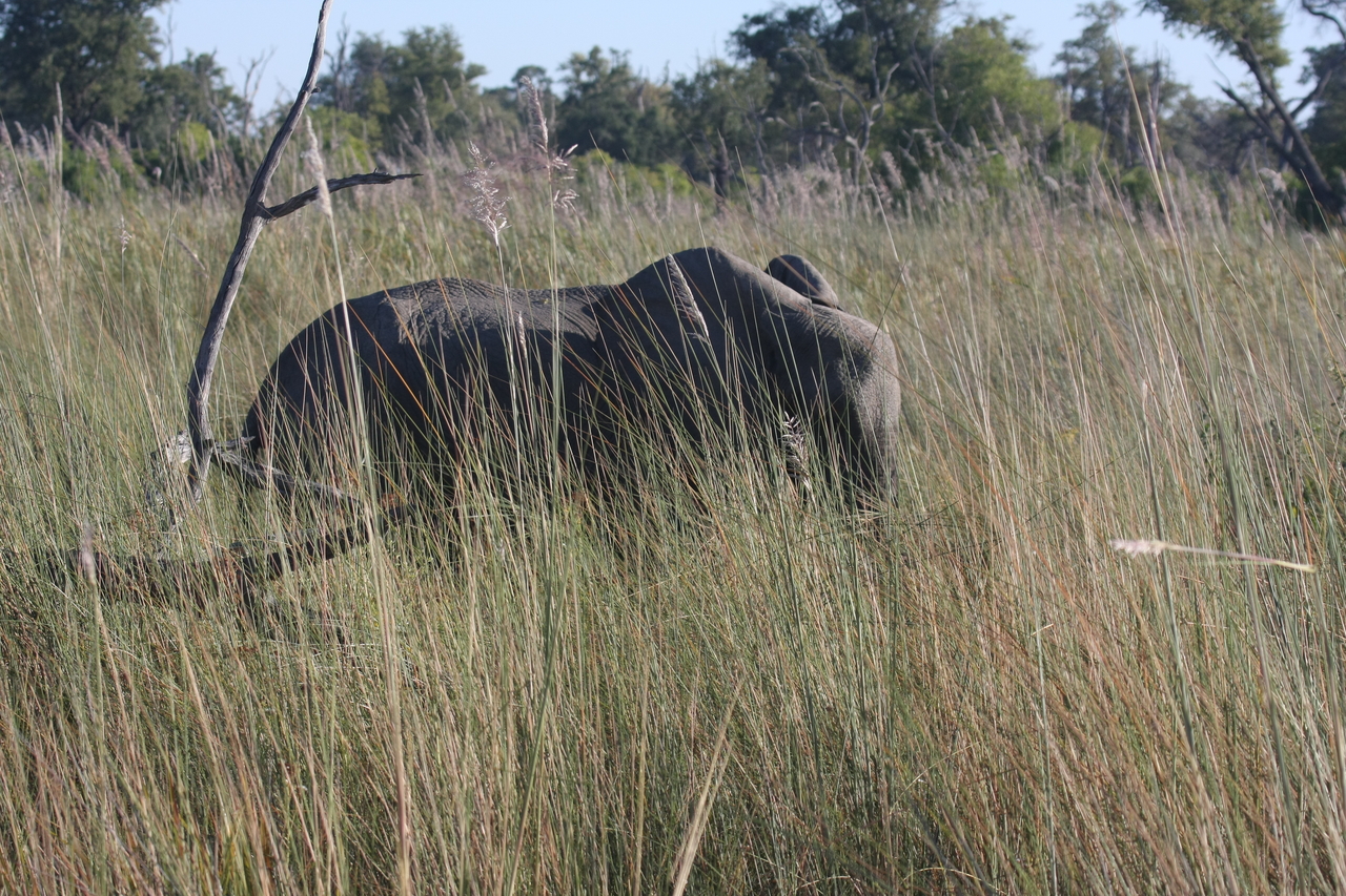 [17932] 2016_06_28_02_18_28_Africa_Canon_EOS_40D_IMG__09878.jpg