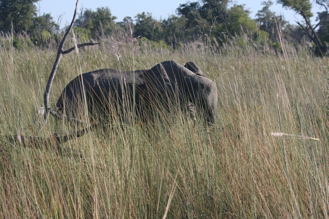 [17933] 2016_06_28_02_18_28_Africa_Canon_EOS_40D_IMG__09879.jpg