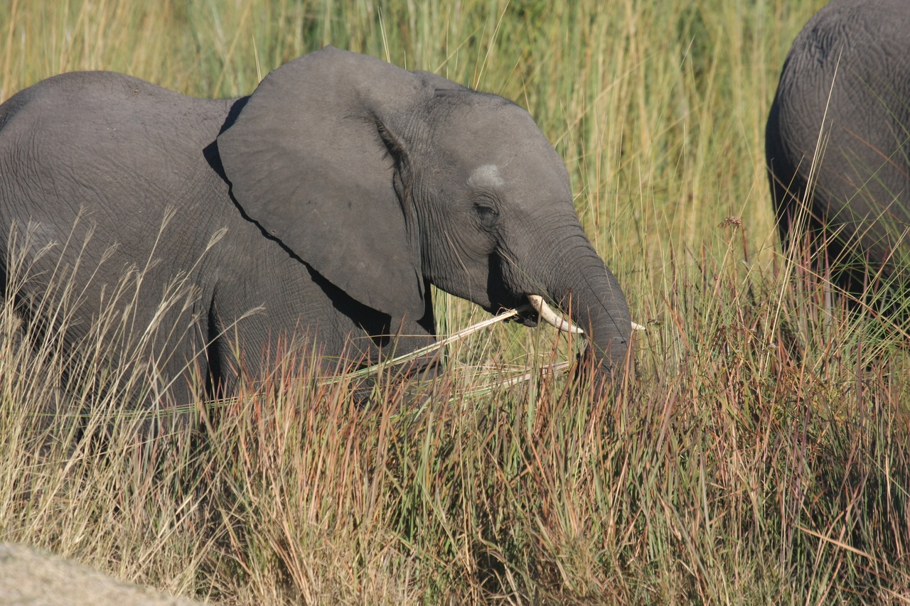 [17940] 2016_06_28_02_18_39_Africa_Canon_EOS_40D_IMG__00049.jpg