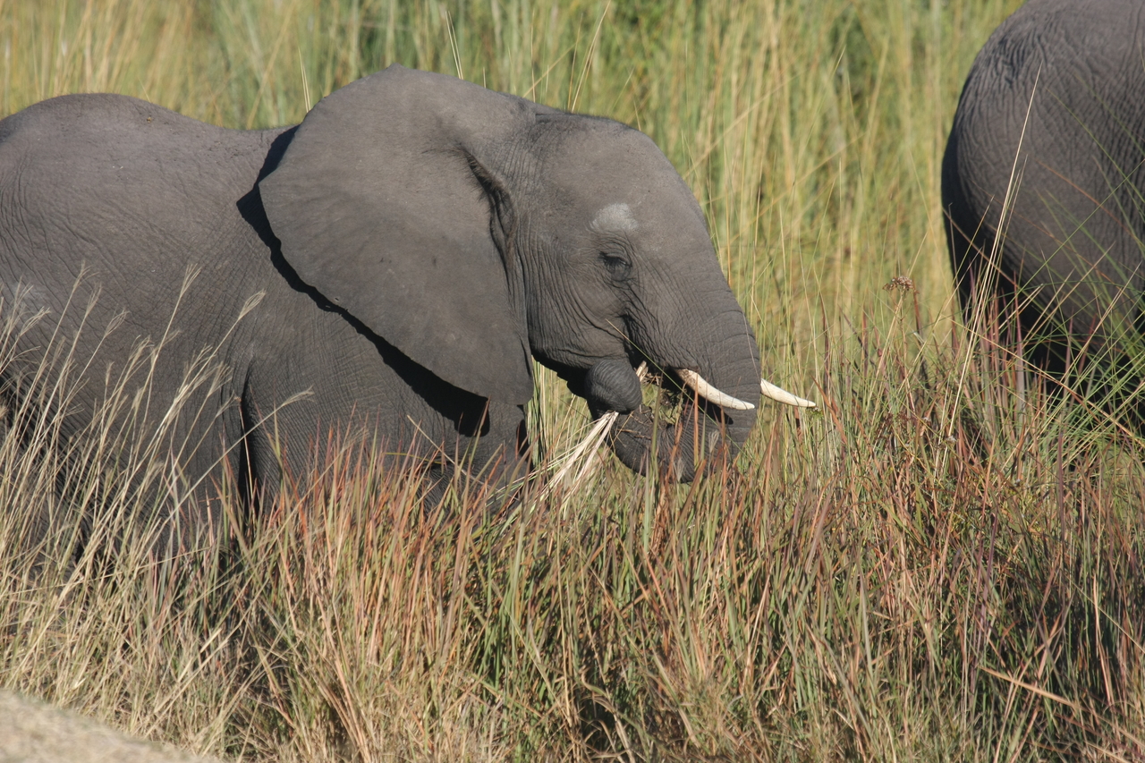 [17949] 2016_06_28_02_18_40_Africa_Canon_EOS_40D_IMG__02439.jpg