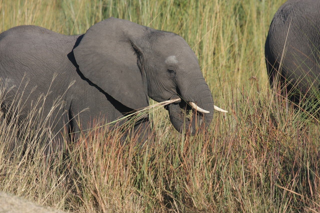 [17950] 2016_06_28_02_18_40_Africa_Canon_EOS_40D_IMG__09885.jpg