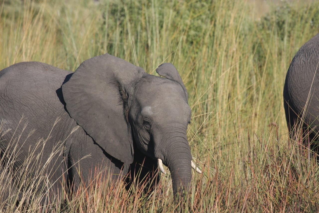 [17953] 2016_06_28_02_18_46_Africa_Canon_EOS_40D_IMG__00054.jpg