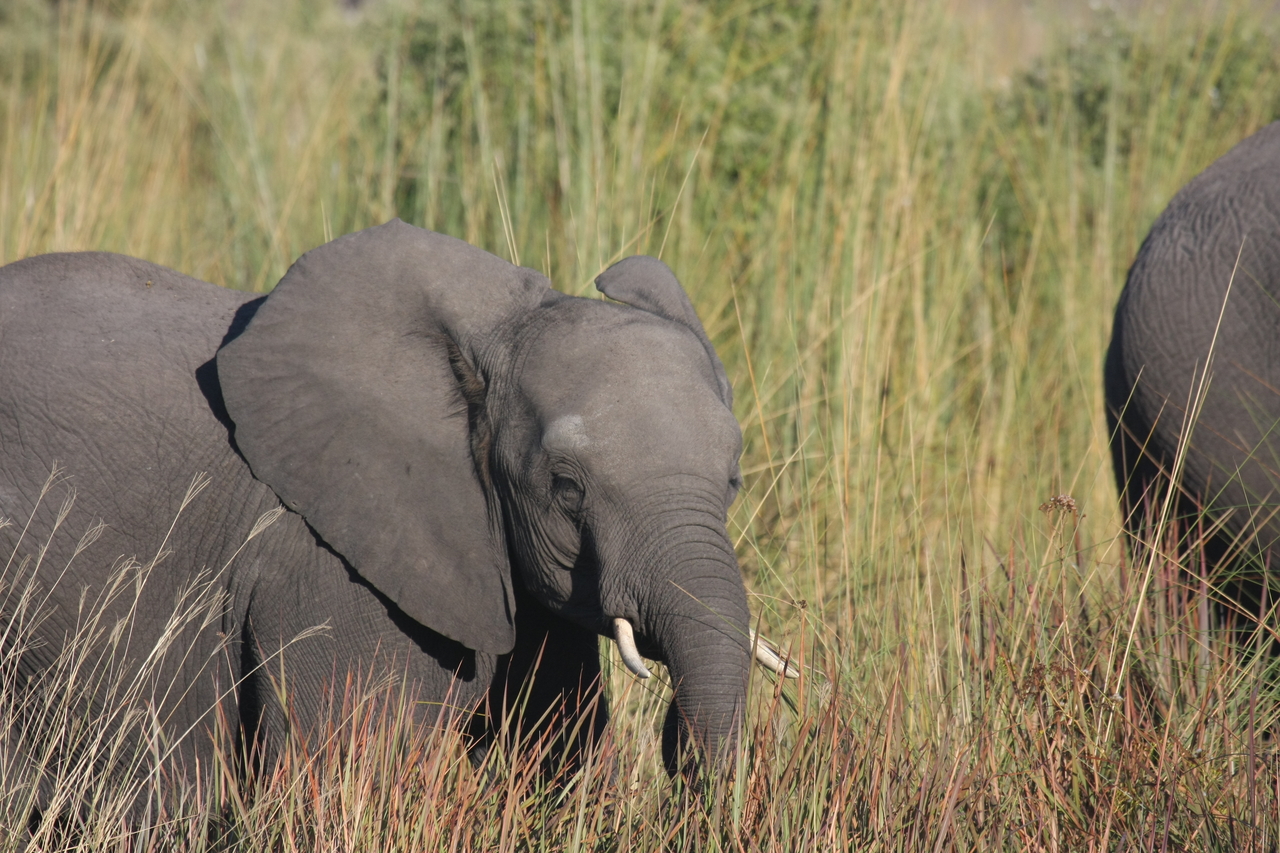 [17955] 2016_06_28_02_18_46_Africa_Canon_EOS_40D_IMG__02440.jpg