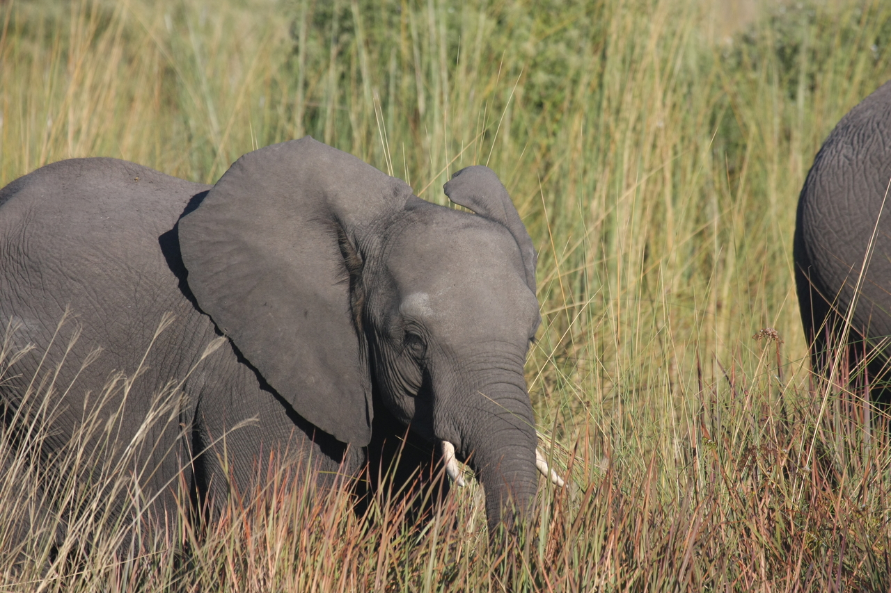 [17957] 2016_06_28_02_18_46_Africa_Canon_EOS_40D_IMG__02442.jpg