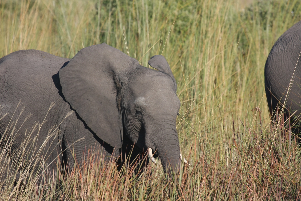 [17962] 2016_06_28_02_18_47_Africa_Canon_EOS_40D_IMG__02443.jpg