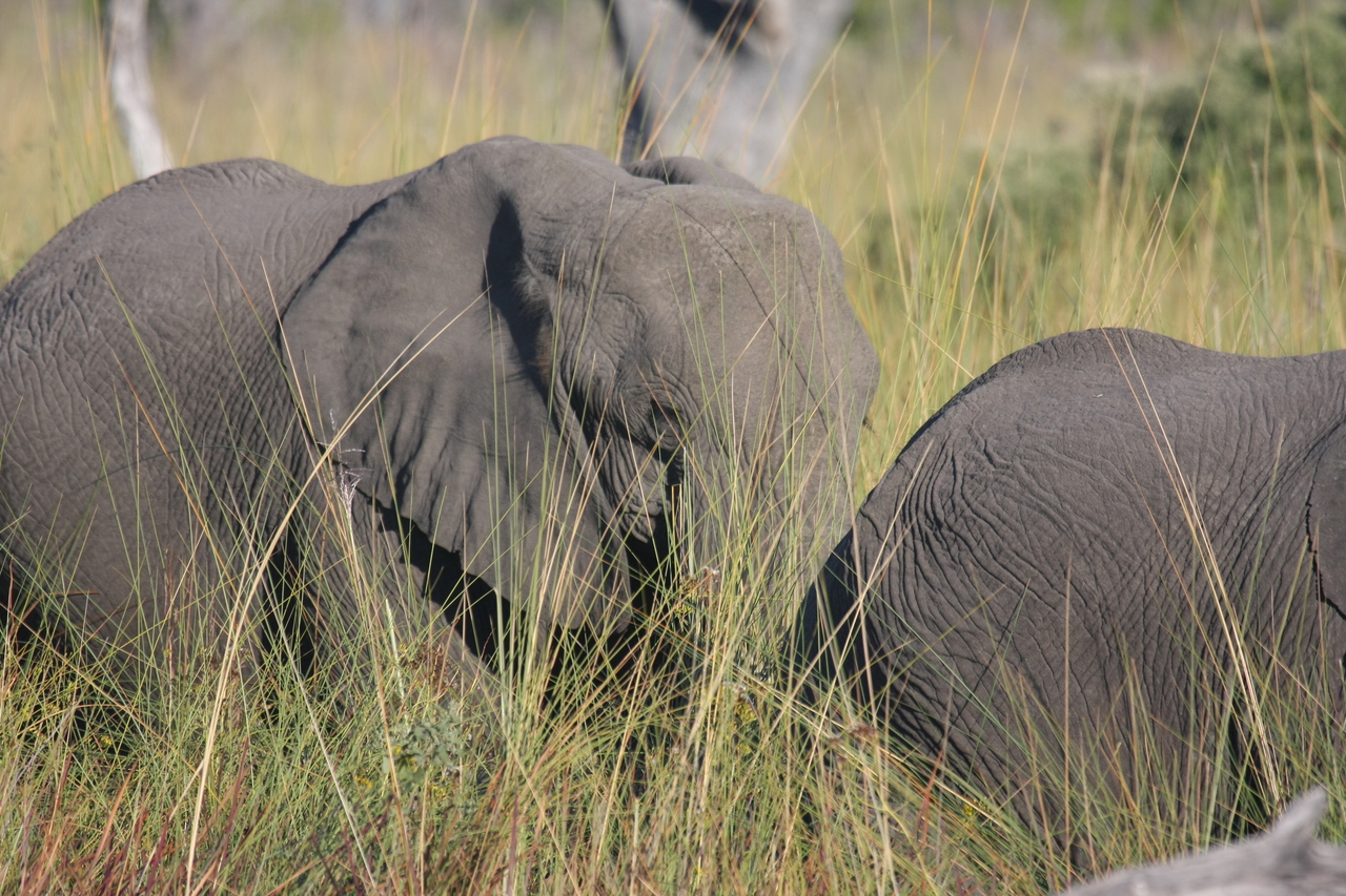 [17965] 2016_06_28_02_18_54_Africa_Canon_EOS_40D_IMG__00059.jpg