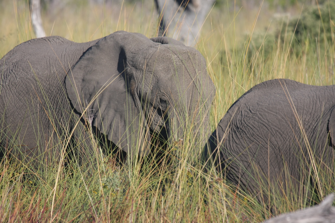 [17966] 2016_06_28_02_18_54_Africa_Canon_EOS_40D_IMG__02444.jpg