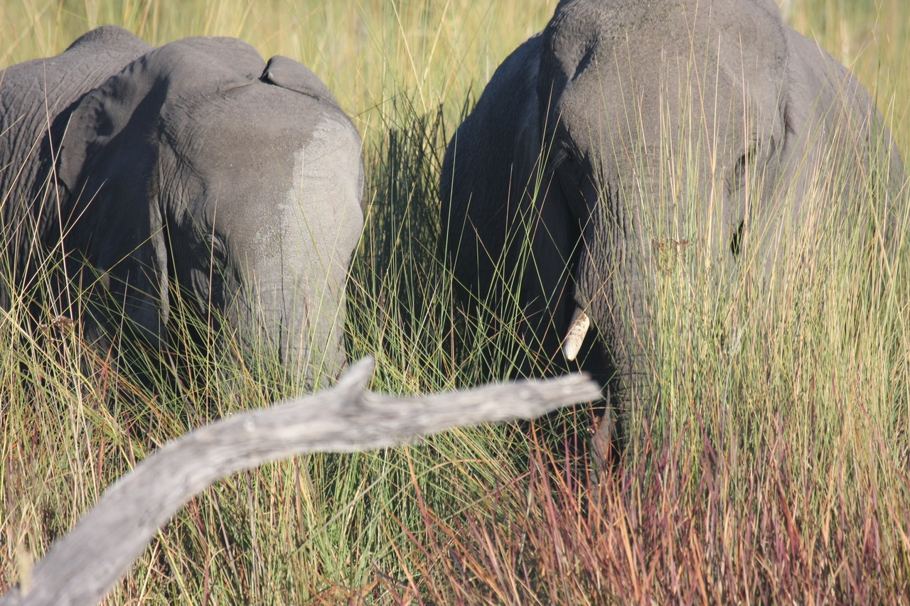 [17971] 2016_06_28_02_19_09_Africa_Canon_EOS_40D_IMG__02447.jpg