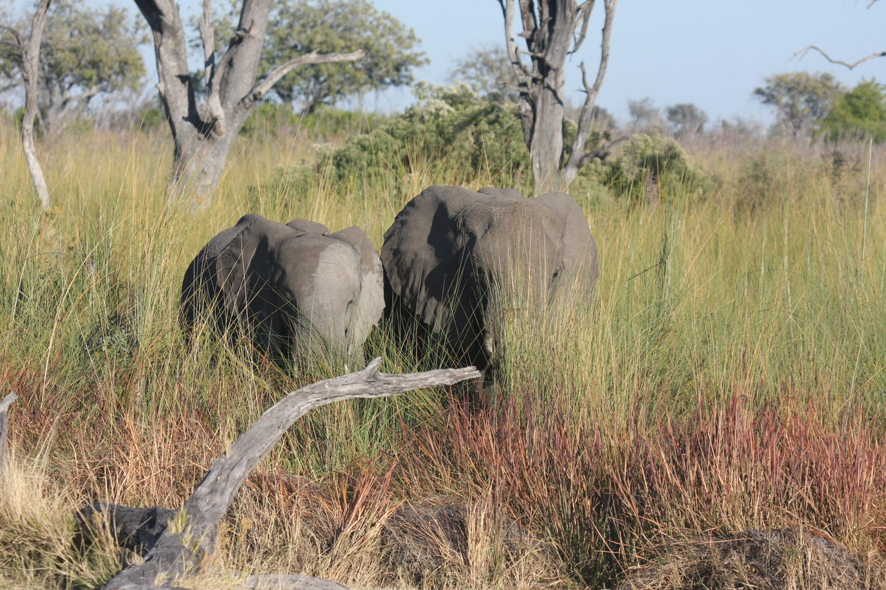 [17975] 2016_06_28_02_19_12_Africa_Canon_EOS_40D_IMG__02448.jpg