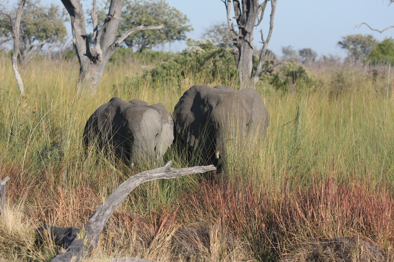 [17976] 2016_06_28_02_19_12_Africa_Canon_EOS_40D_IMG__02449.jpg