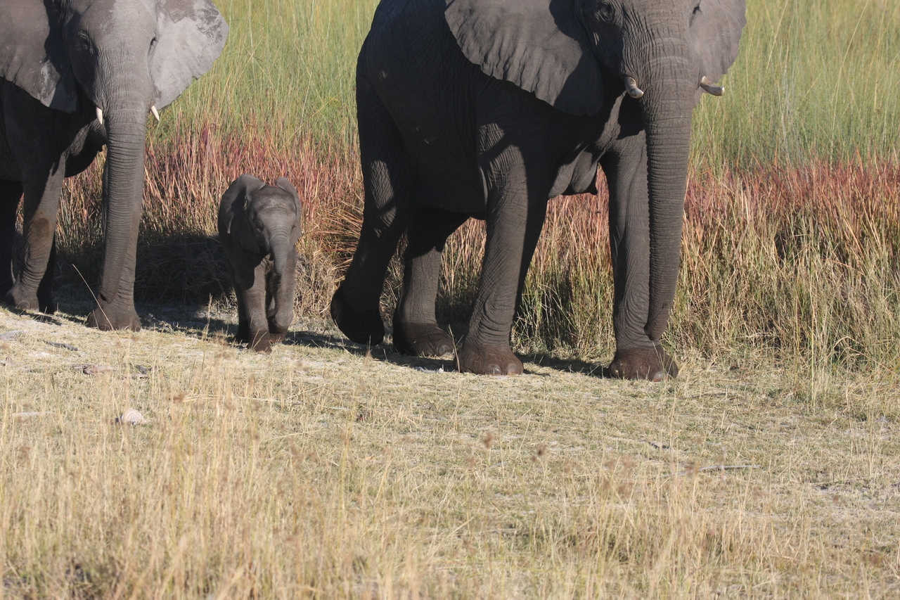 [18017] 2016_06_28_02_19_39_Africa_Canon_EOS_40D_IMG__02463.jpg